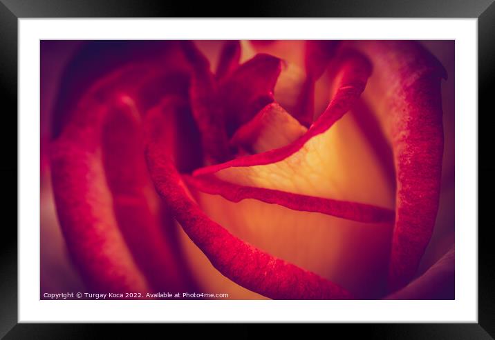 A close up of a flower Framed Mounted Print by Turgay Koca