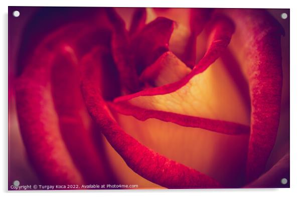 A close up of a flower Acrylic by Turgay Koca