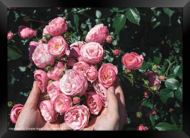 Beautiful fresh roses in hand Framed Print by Turgay Koca