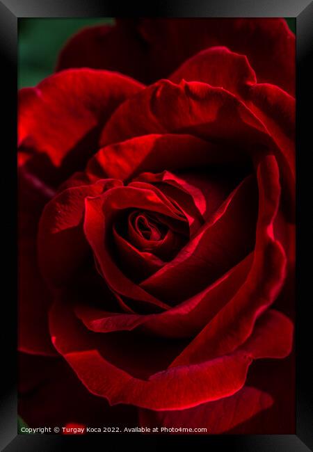 Beautiful fresh roses in close up view Framed Print by Turgay Koca