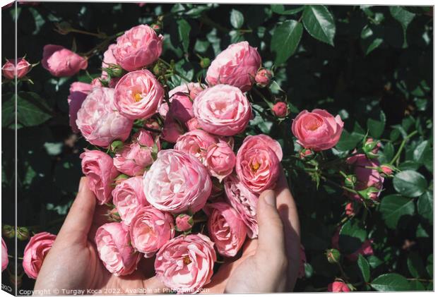 Beautiful fresh roses in hand Canvas Print by Turgay Koca