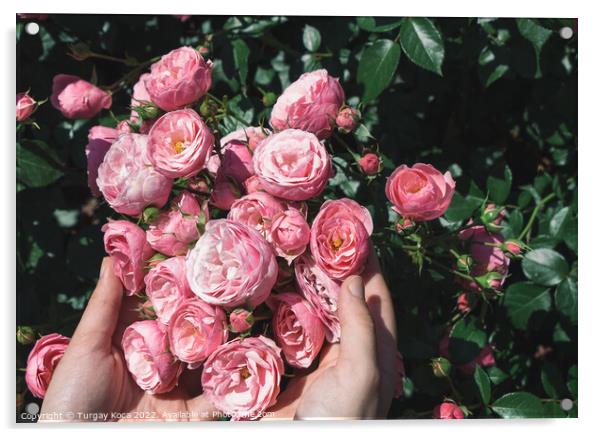 Beautiful fresh roses in hand Acrylic by Turgay Koca