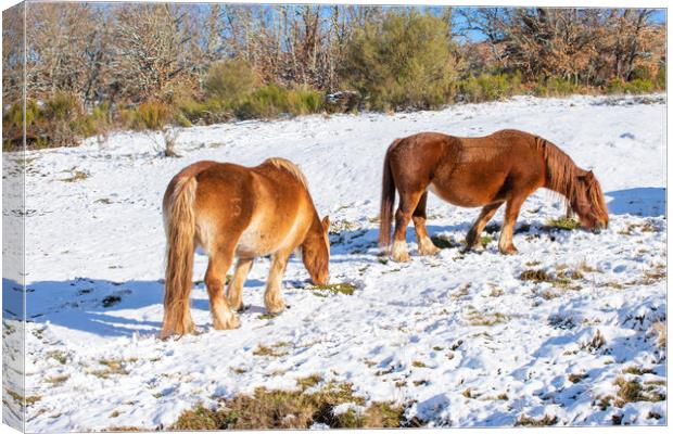 wild horses eating on the snowy hillside Canvas Print by David Galindo