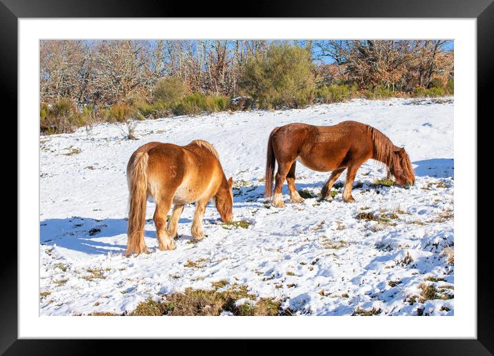 wild horses eating on the snowy hillside Framed Mounted Print by David Galindo
