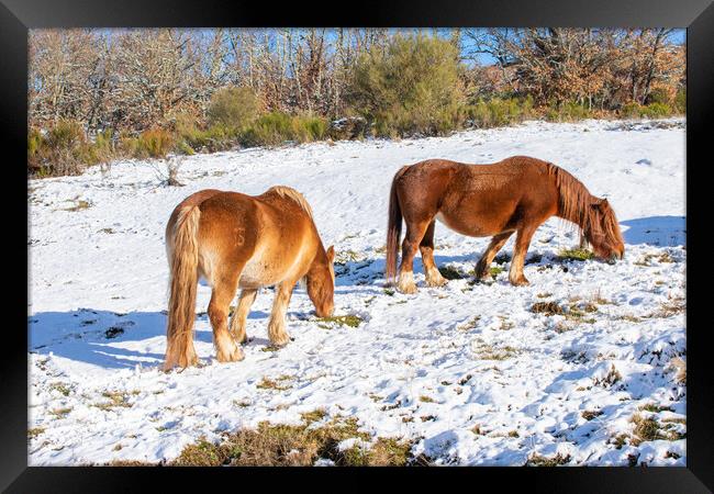 wild horses eating on the snowy hillside Framed Print by David Galindo