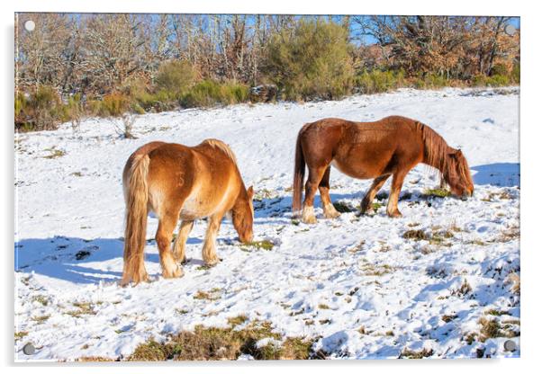 wild horses eating on the snowy hillside Acrylic by David Galindo