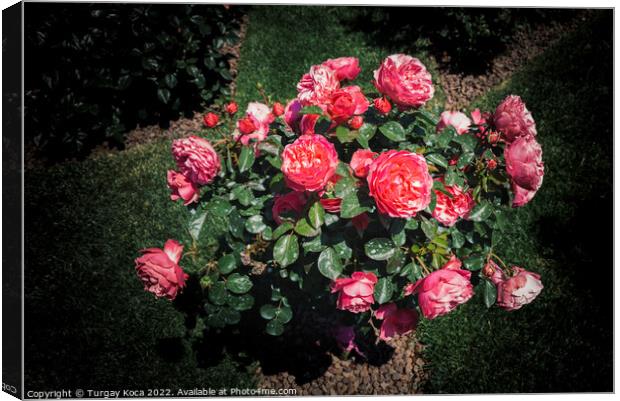 Rose tree with pink roses in a garden Canvas Print by Turgay Koca