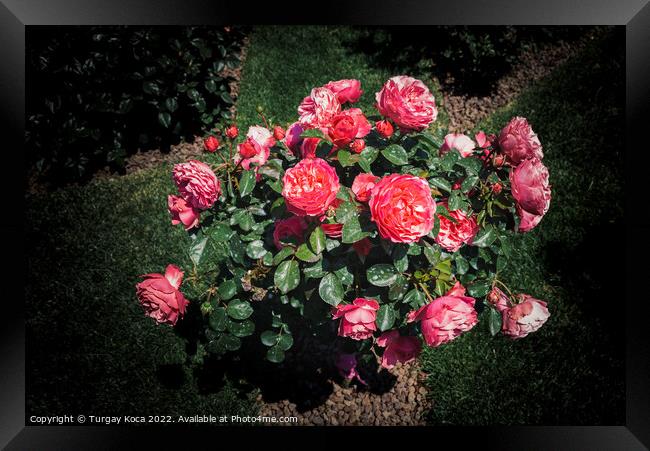 Rose tree with pink roses in a garden Framed Print by Turgay Koca