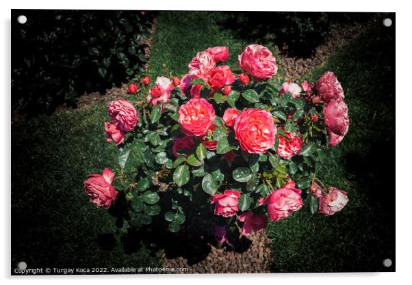 Rose tree with pink roses in a garden Acrylic by Turgay Koca