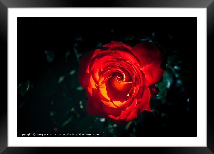 Beautiful fresh roses in close up view Framed Mounted Print by Turgay Koca