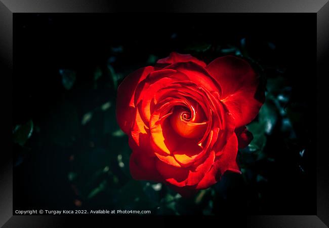 Beautiful fresh roses in close up view Framed Print by Turgay Koca
