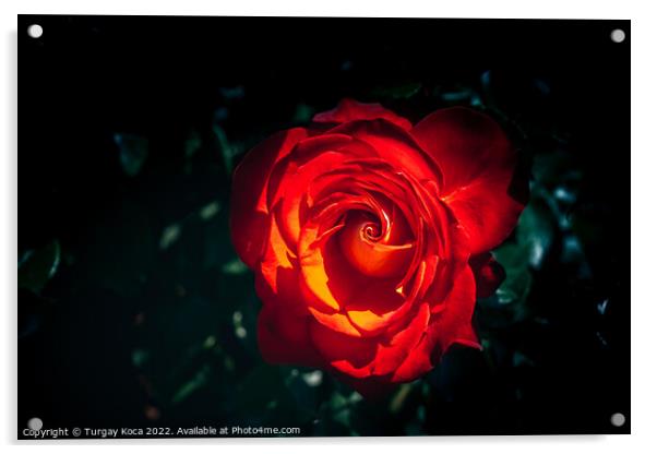 Beautiful fresh roses in close up view Acrylic by Turgay Koca