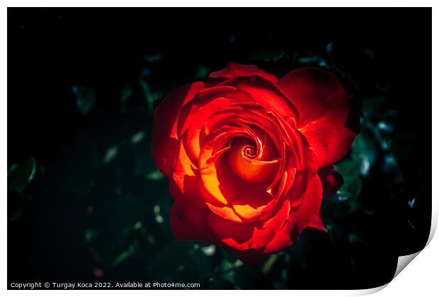 Beautiful fresh roses in close up view Print by Turgay Koca