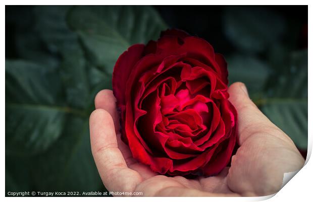 Beautiful colorful Rose Flower Print by Turgay Koca