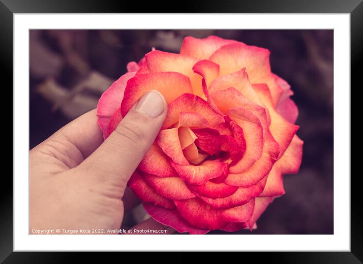 Beautiful colorful Rose Flower in hand Framed Mounted Print by Turgay Koca