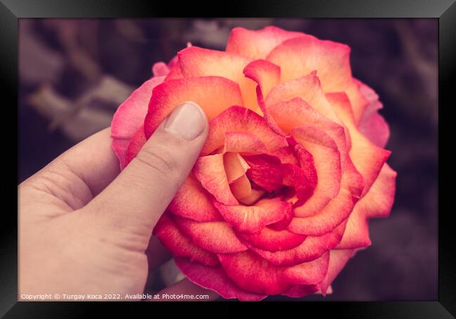 Beautiful colorful Rose Flower in hand Framed Print by Turgay Koca