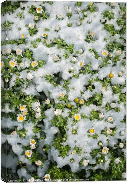 Early flowers oof the spring under snow Canvas Print by Turgay Koca