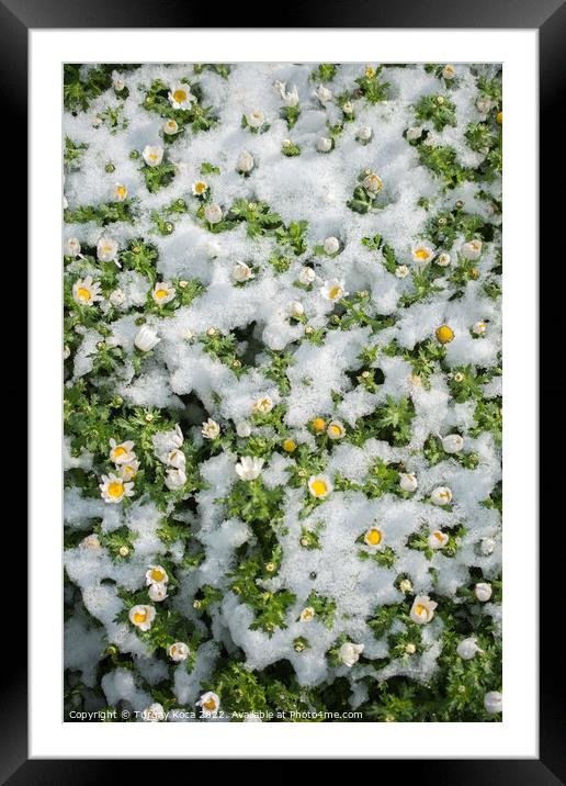 Early flowers oof the spring under snow Framed Mounted Print by Turgay Koca