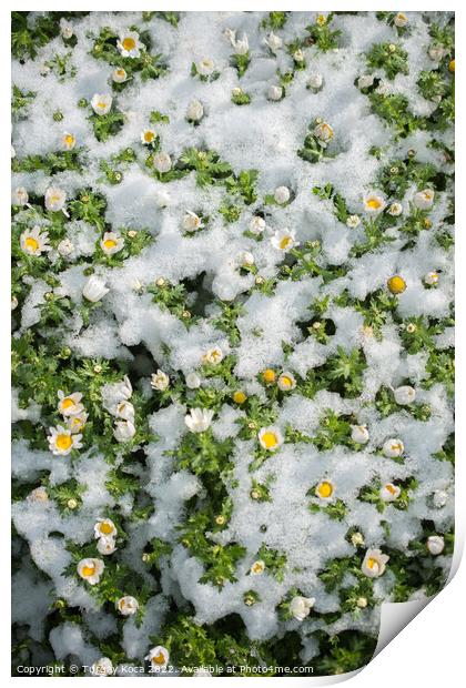 Early flowers oof the spring under snow Print by Turgay Koca
