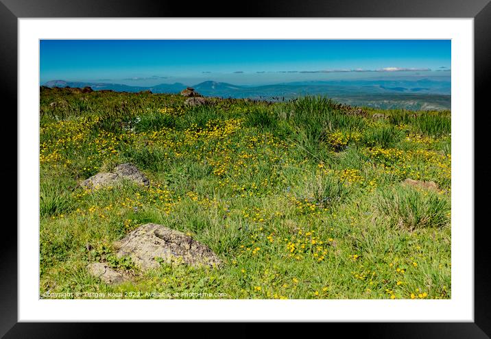 Blooming beautiful colorful wild flowers in view Framed Mounted Print by Turgay Koca