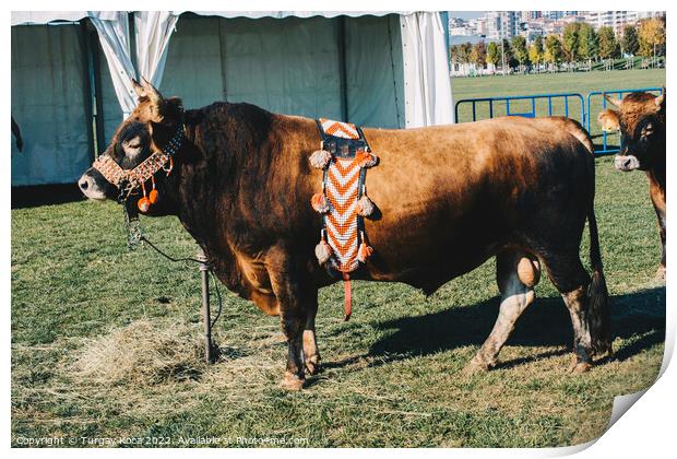 Brown bull with traditional Turkish fabric on it on green grass Print by Turgay Koca