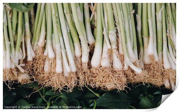 Stacks of green onions Print by Turgay Koca