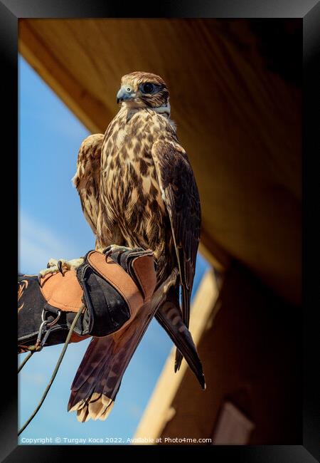 Falcon hawk bird sitting on falconers hand during show Framed Print by Turgay Koca