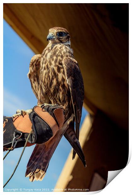 Falcon hawk bird sitting on falconers hand during show Print by Turgay Koca