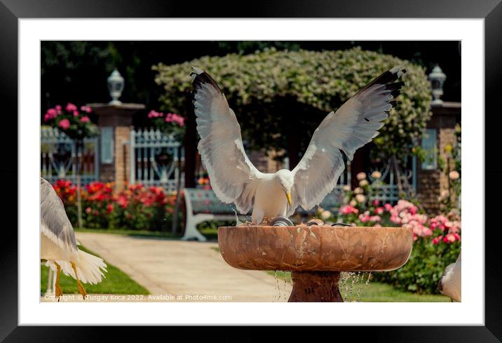 Single seagull as a wild sea bird in view  Framed Mounted Print by Turgay Koca