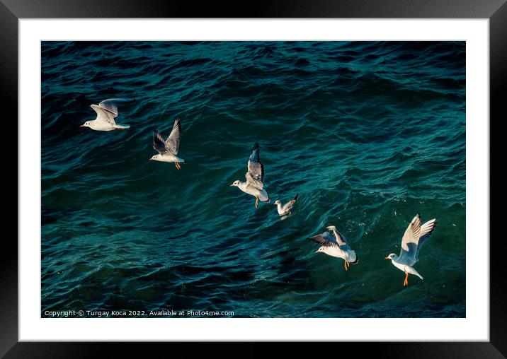 Seagulls are flying over sea waters Framed Mounted Print by Turgay Koca