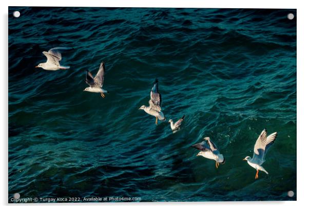 Seagulls are flying over sea waters Acrylic by Turgay Koca