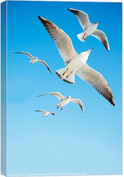 Seagulls are  flying in a sky Canvas Print by Turgay Koca