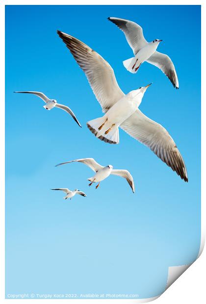 Seagulls are  flying in a sky Print by Turgay Koca
