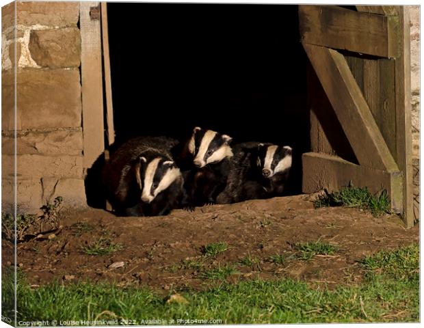 Badgers in an old barn Canvas Print by Louise Heusinkveld