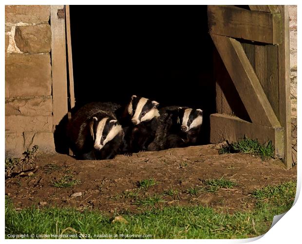 Badgers in an old barn Print by Louise Heusinkveld