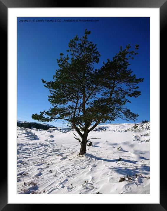 Majestic Winter Solitude Framed Mounted Print by Sandy Young