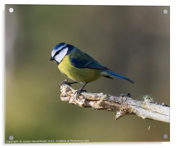 Blue Tit, Parus caeruleus Acrylic by Louise Heusinkveld