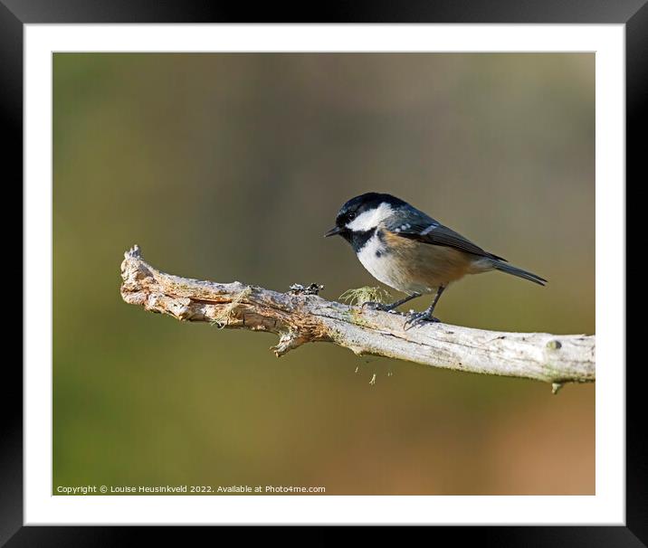 Coal Tit, Parus ater Framed Mounted Print by Louise Heusinkveld