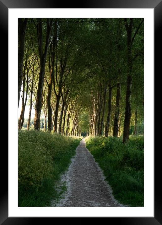 Forest path Framed Mounted Print by Sandy Young