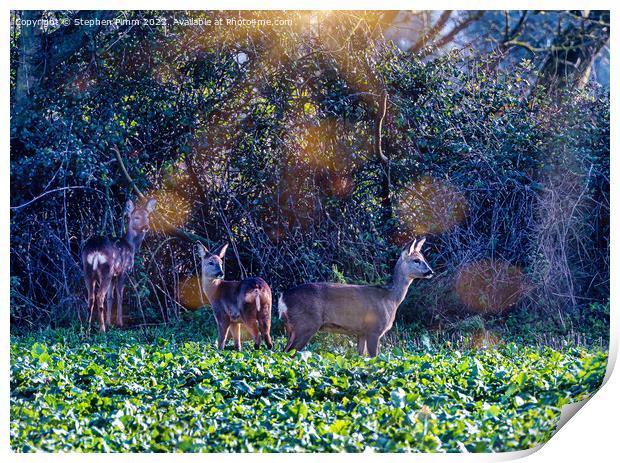 Roe Deer in a field Print by Stephen Pimm