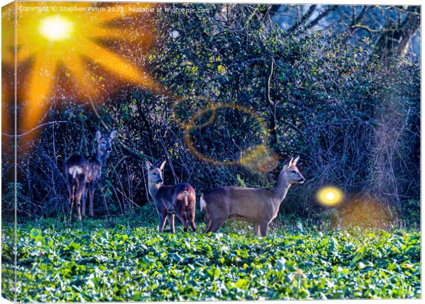 3 Roe Deer in a field Canvas Print by Stephen Pimm