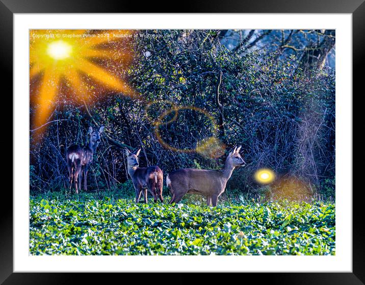 3 Roe Deer in a field Framed Mounted Print by Stephen Pimm
