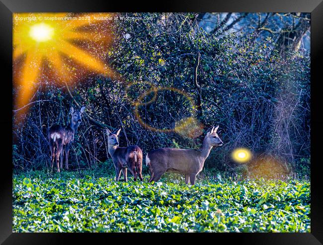 3 Roe Deer in a field Framed Print by Stephen Pimm