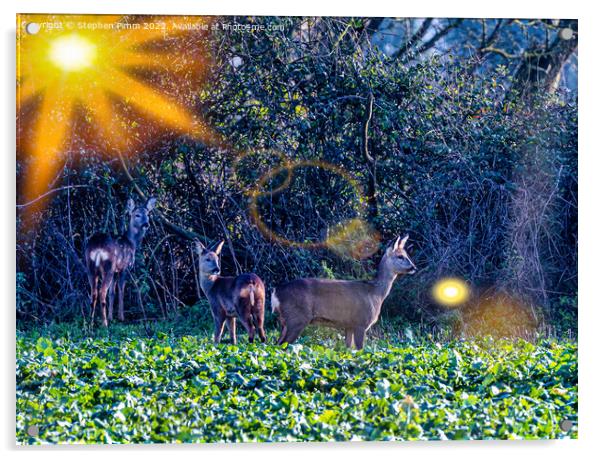 3 Roe Deer in a field Acrylic by Stephen Pimm