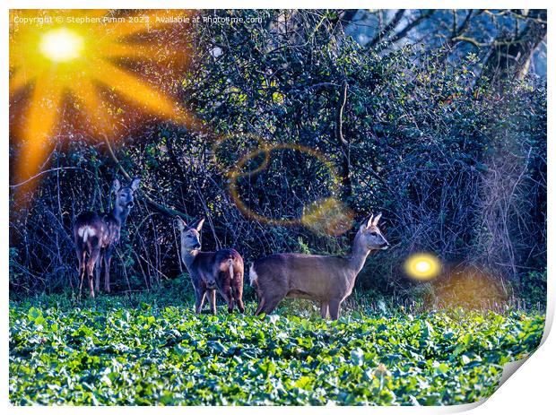 3 Roe Deer in a field Print by Stephen Pimm