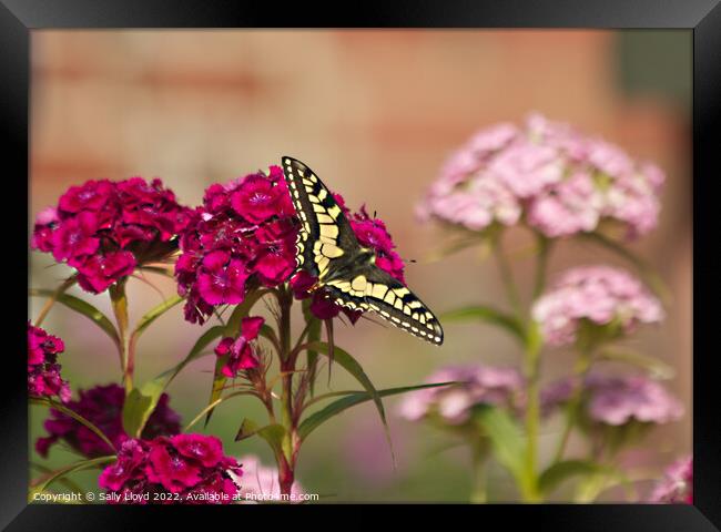 Swallowtail Butterfly on a Sweet William Framed Print by Sally Lloyd