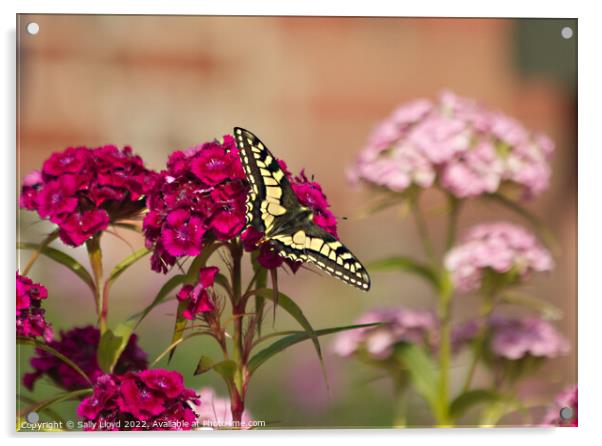 Swallowtail Butterfly on a Sweet William Acrylic by Sally Lloyd