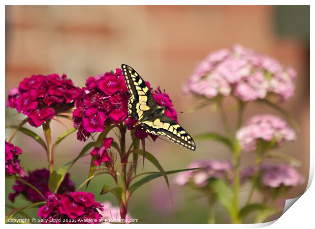 Swallowtail Butterfly on a Sweet William Print by Sally Lloyd