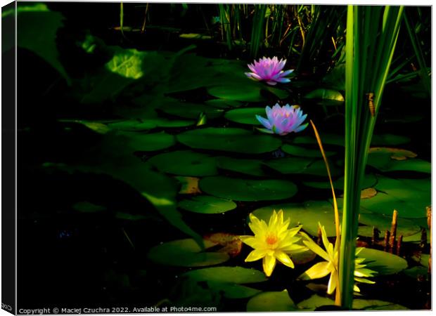 Water Lilies Touched with Sunlight Canvas Print by Maciej Czuchra