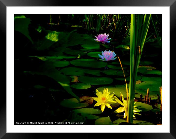 Water Lilies Touched with Sunlight Framed Mounted Print by Maciej Czuchra